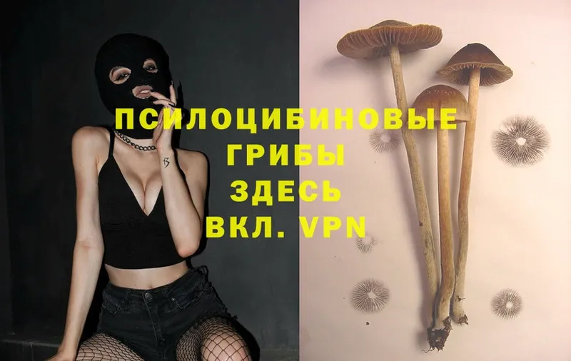 закладки  Сорск  Псилоцибиновые грибы Magic Shrooms 